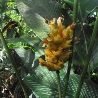 Goeppertia ornata (Lem.) Borchs. & S.Suárez